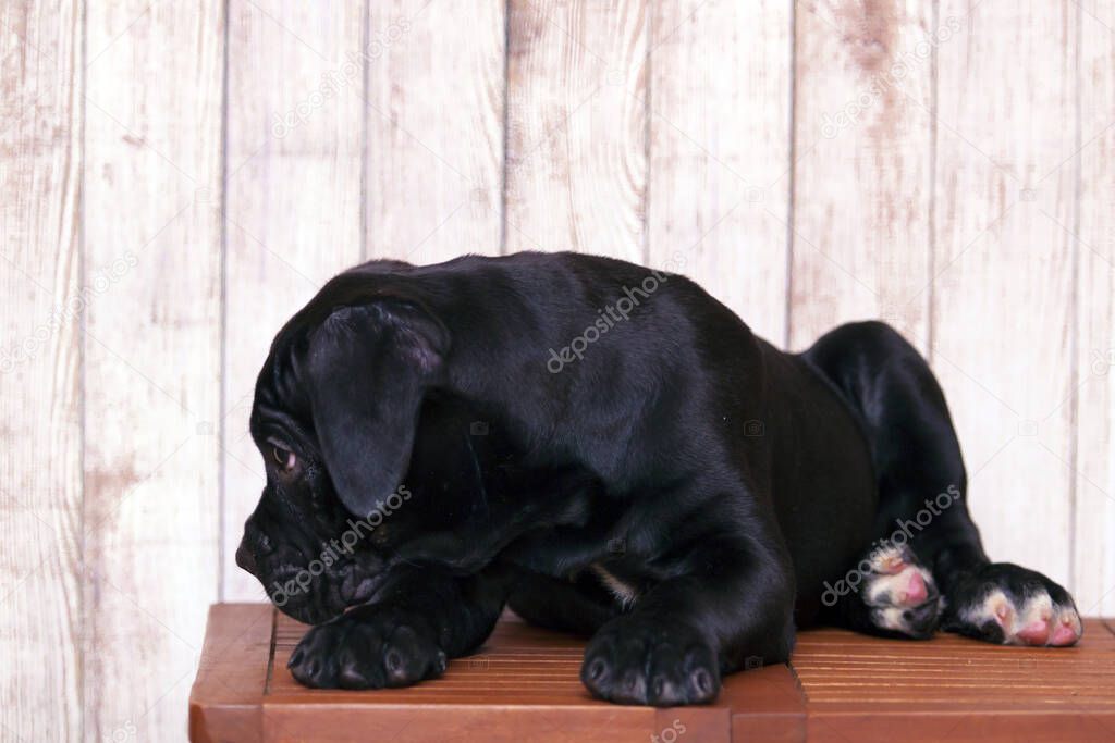 cane corso puppy against wooden background