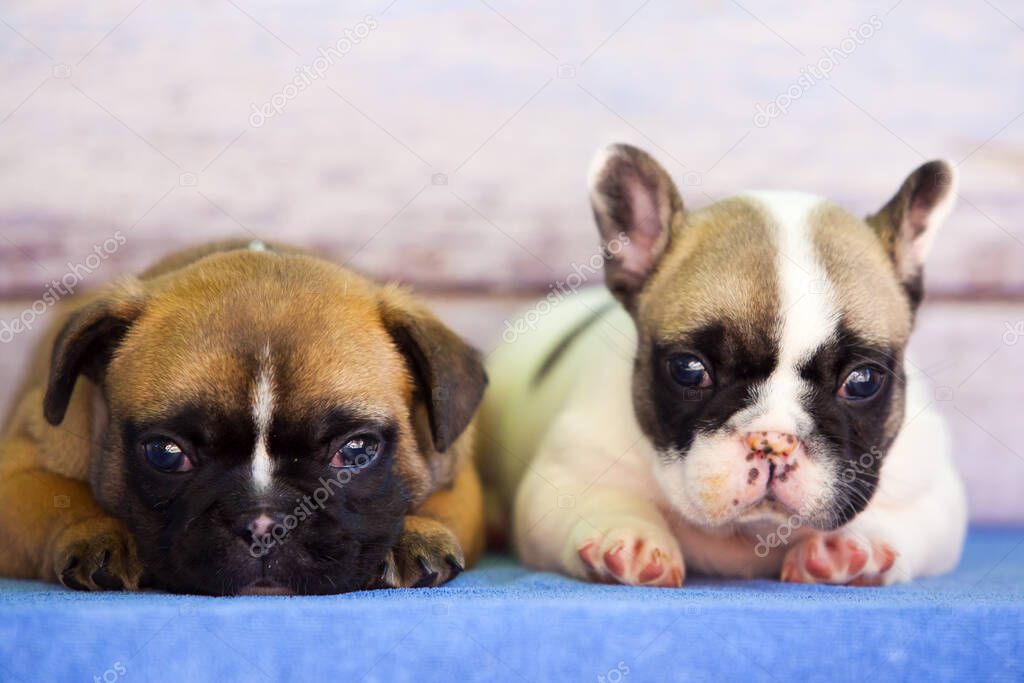 french buldog puppies against wooden background
