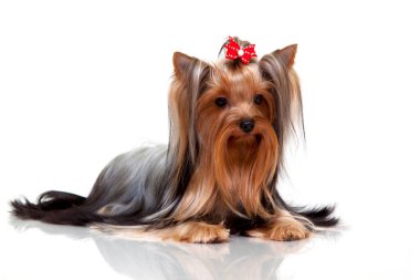 Yorkshire Teriyeri 'nin kapalı portresini kapatın.