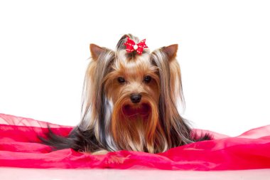 Yorkshire Teriyeri 'nin kapalı portresini kapatın.