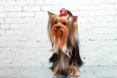 Yorkshire Teriyeri 'nin kapalı portresini kapatın.