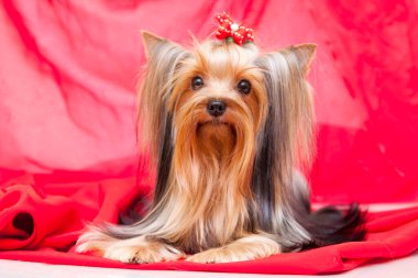 Yorkshire Teriyeri 'nin kapalı portresini kapatın.