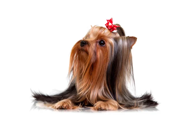 Zbliżenie Yorkshire Terrier Kryty Portret — Zdjęcie stockowe