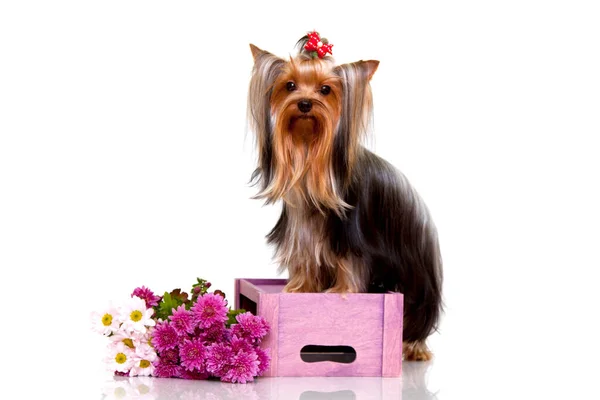 분홍색 상자에 귀여운 요크셔 테리어 — 스톡 사진