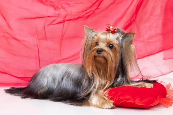 Κοντινό Yorkshire Terrier Εσωτερικό Πορτρέτο — Φωτογραφία Αρχείου