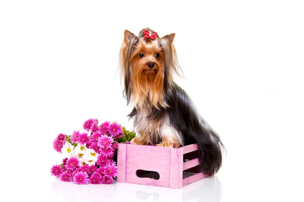 Cute Yorkshire Terrier Sitting Pink Box Flowers — Stock Photo, Image