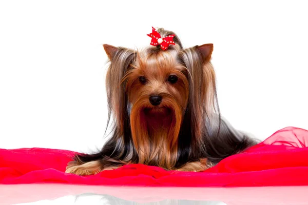Close Yorkshire Terrier Indoor Portrait Royalty Free Stock Images