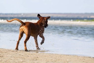 Macar vizsla köpek açık havada