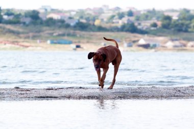 Macar vizsla köpek açık havada