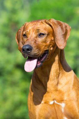 Macar vizsla köpek açık havada