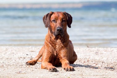 Macar vizsla köpek açık havada