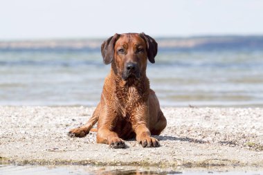 Macar vizsla köpek açık havada