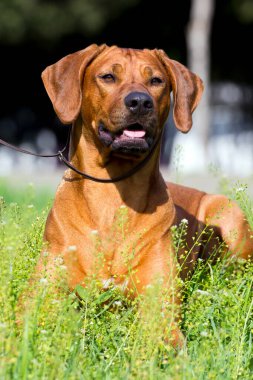 Macar vizsla köpek açık havada
