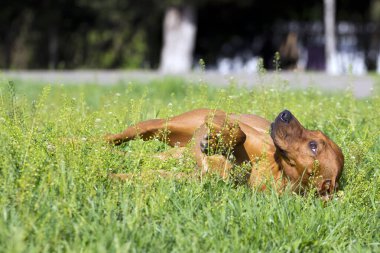 Macar vizsla köpek açık havada