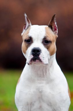 American Staffordshire Terrier köpeği. 