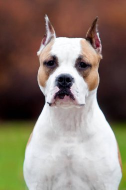 American Staffordshire Terrier köpeği. 