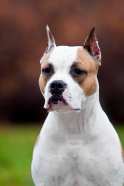 American Staffordshire Terrier köpeği. 