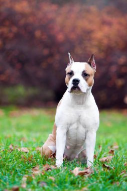 American Staffordshire Terrier köpeği. 