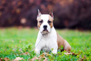 American Staffordshire Terrier köpeği. 