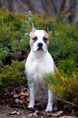 American Staffordshire Terrier köpeği. 