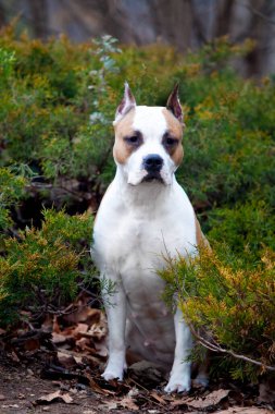 American Staffordshire Terrier köpeği. 
