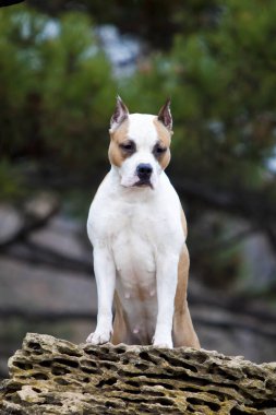 American Staffordshire Terrier köpeği. 
