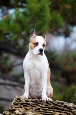 American Staffordshire Terrier köpeği. 