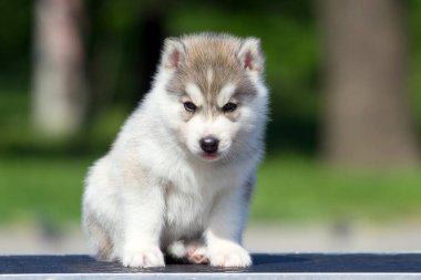 Sibirya Husky köpeği dışarıda.