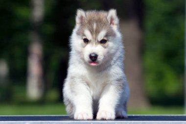Sibirya Husky köpeği dışarıda.