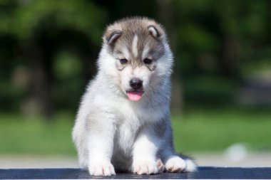 Sibirya Husky köpeği dışarıda.