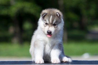 Sibirya Husky köpeği dışarıda.