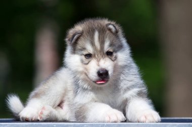 Sibirya Husky köpeği dışarıda.