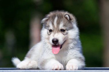 Sibirya Husky köpeği dışarıda.