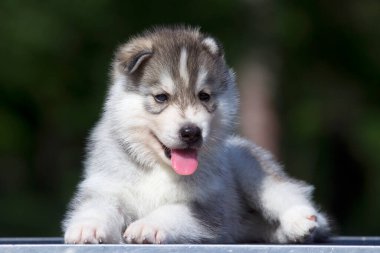 Sibirya Husky köpeği dışarıda.