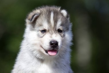 Sibirya Husky köpeği dışarıda.