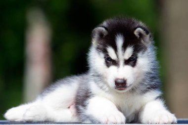Sibirya Husky köpeği dışarıda.