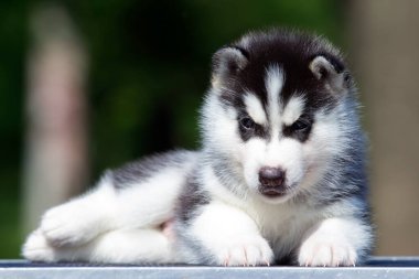 Sibirya Husky köpeği dışarıda.