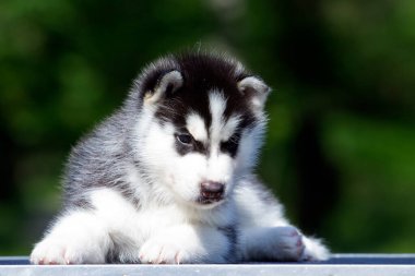 Sibirya Husky köpeği dışarıda.