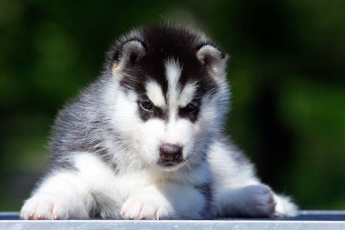 Sibirya Husky köpeği dışarıda.