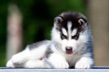 Sibirya Husky köpeği dışarıda.