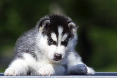 Sibirya Husky köpeği dışarıda.