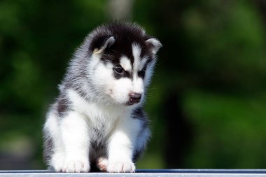 Sibirya Husky köpeği dışarıda.