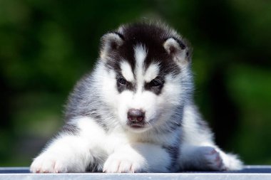 Sibirya Husky köpeği dışarıda.