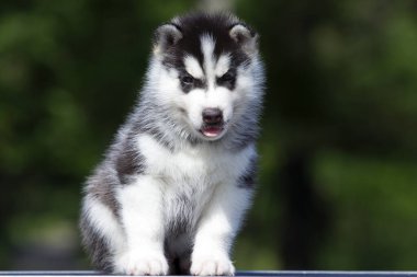 Sibirya Husky köpeği dışarıda.