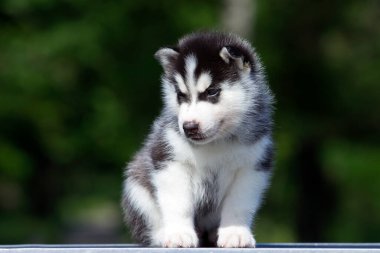 Sibirya Husky köpeği dışarıda.