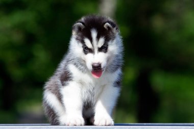 Sibirya Husky köpeği dışarıda.