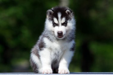 Sibirya Husky köpeği dışarıda.