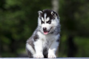 Sibirya Husky köpeği dışarıda.