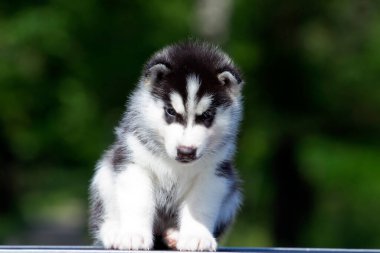 Sibirya Husky köpeği dışarıda.