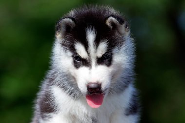Sibirya Husky köpeği dışarıda.
